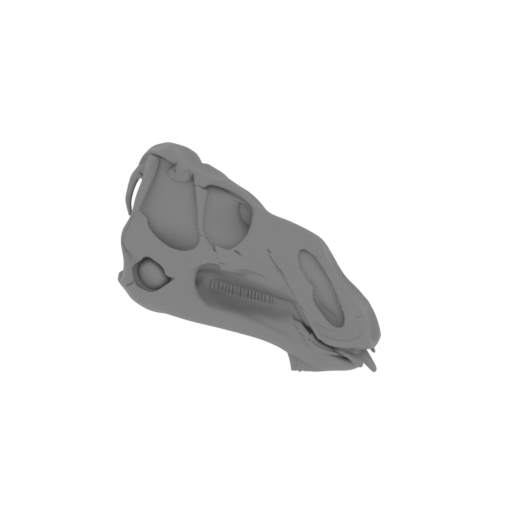 Galesaurus Skull.stl
