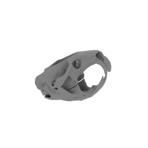 Gobisaurus Skull.stl