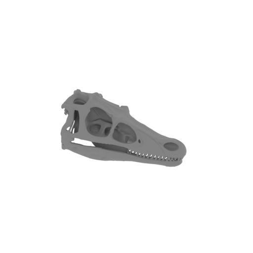 Hadrosaurus Skull.stl