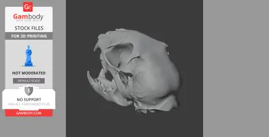 Iberian Lynx Skull - Skull Replica STL