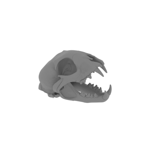 Iberian Lynx Skull.stl