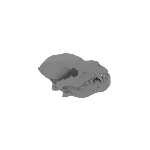 Jindipelta Skull.stl