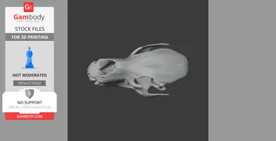 Top view of a 3D model of a Kodiak bear skull, suitable for 3D printing.