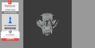 3D model of a Kodiak bear skull view from the front, showing detailed bone structures and teeth.