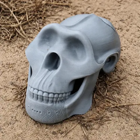 3D-printed Meganthropus skull replica lying on sand with dried grass.