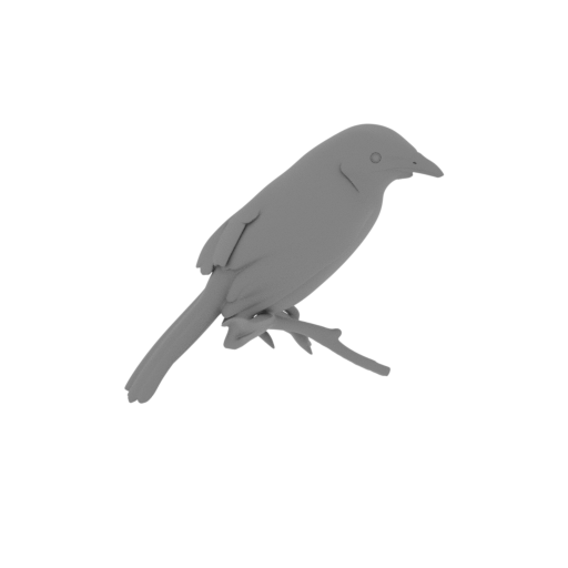 Ashy-headed laughingthrush.stl