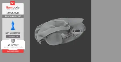 Mountain Brushtail Possum Skull - Skull Replica STL