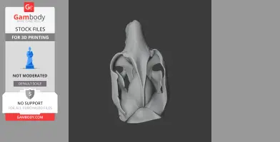 Mountain Brushtail Possum Skull - Skull Replica STL