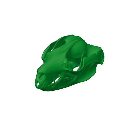 Mountain Brushtail Possum Skull.3mf
