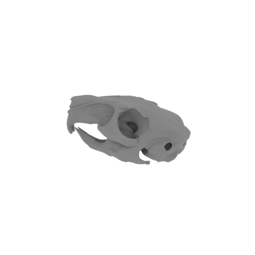 Mountain Viscacha Skull.stl