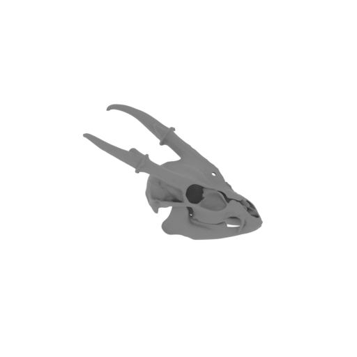 Muntjac Skull.stl