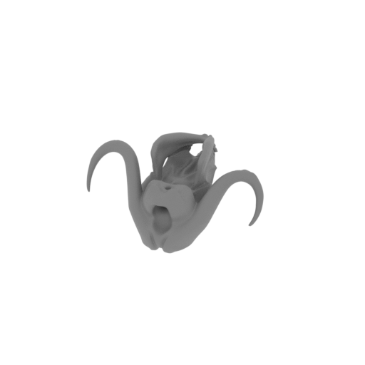 Musk Ox Skull.stl