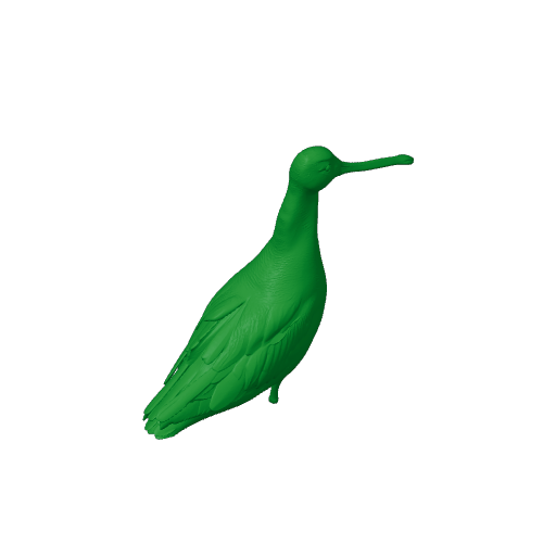 Asian dowitcher.3mf