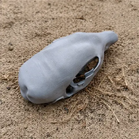3D-printed musky rat-kangaroo skull replica on a sandy surface.