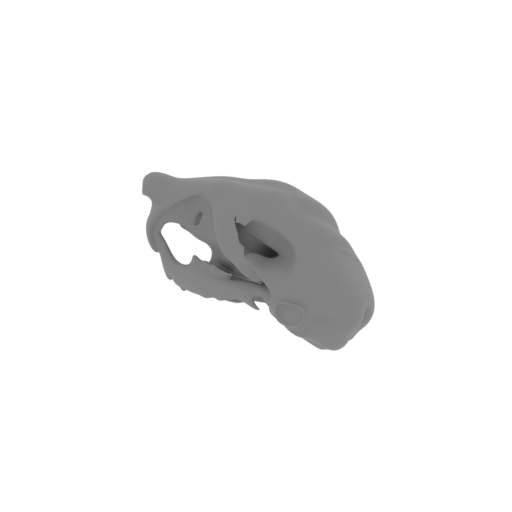 Musky Rat-kangaroo Skull.stl