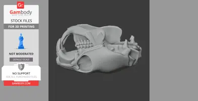 Naked Mole Rat Skull - Skull Replica STL