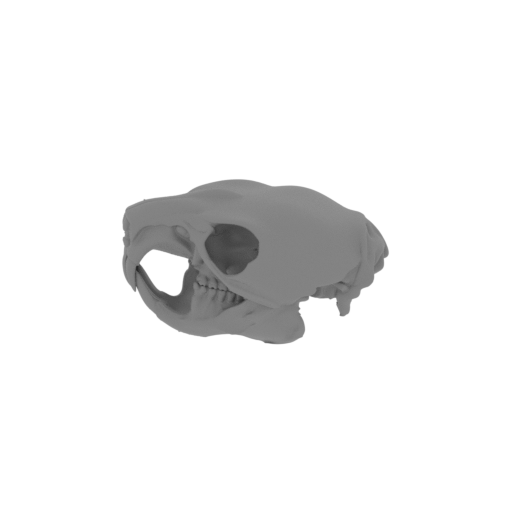 Naked Mole Rat Skull.stl