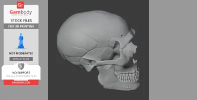 3D model of a Neanderthal skull, side view, showcasing bone structure and teeth details.