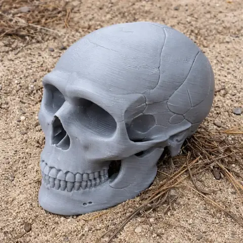 3D-printed Neanderthal skull replica on sandy ground with visible surface details.