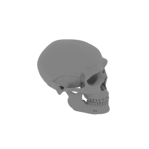 Neanderthal Skull.stl