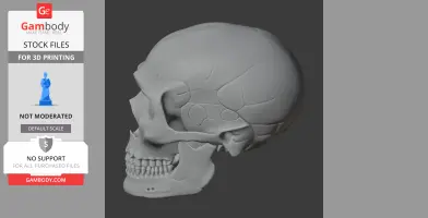 Rendered 3D model of a Neanderthal skull displayed in profile for 3D printing.