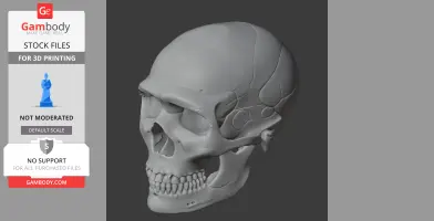 A realistic 3D model of a Neanderthal skull, showcasing detailed bone structures for printing.