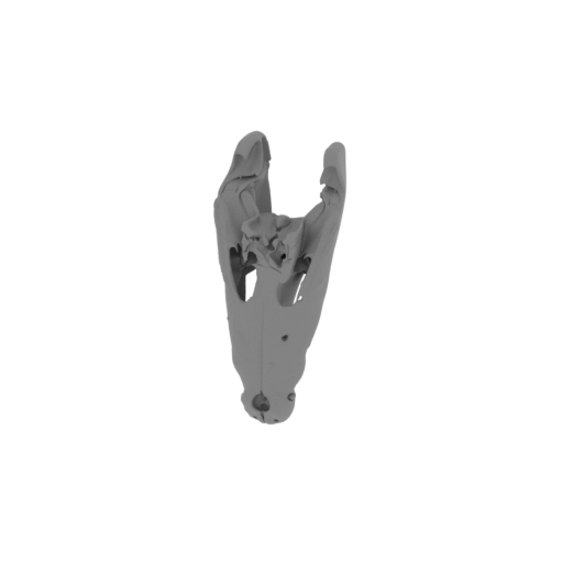 Nile Crocodile (juvenile) Skull.stl
