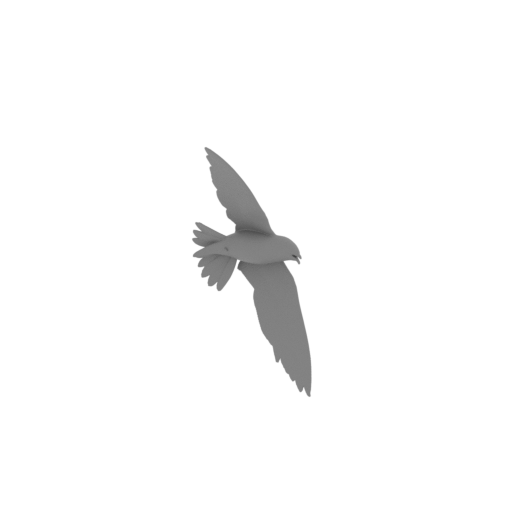Asian palm swift.stl