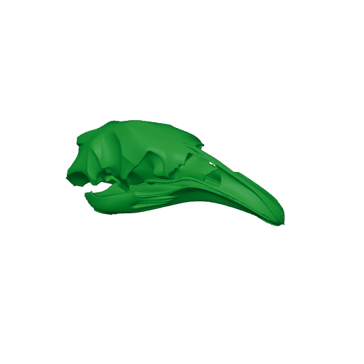 North Island Giant Moa Skull.3mf