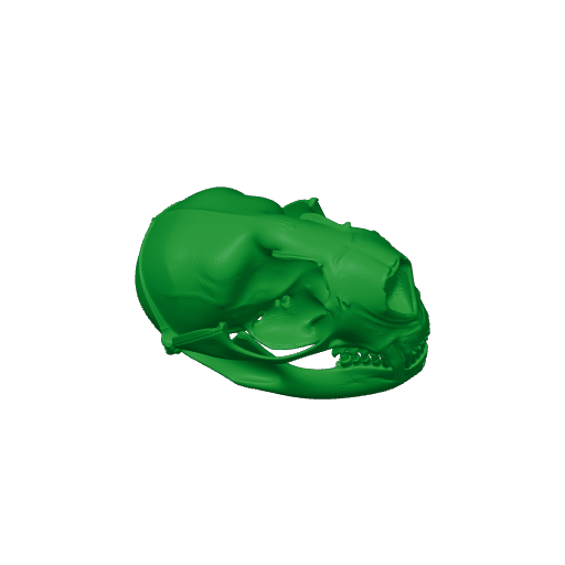 Northern Fur Seal Skull.3mf