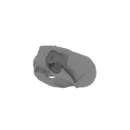 Northern Fur Seal Skull.stl