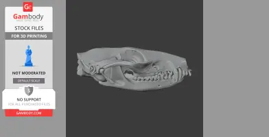 Northern Quoll Skull - Skull Replica STL