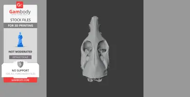 Northern Quoll Skull - Skull Replica STL