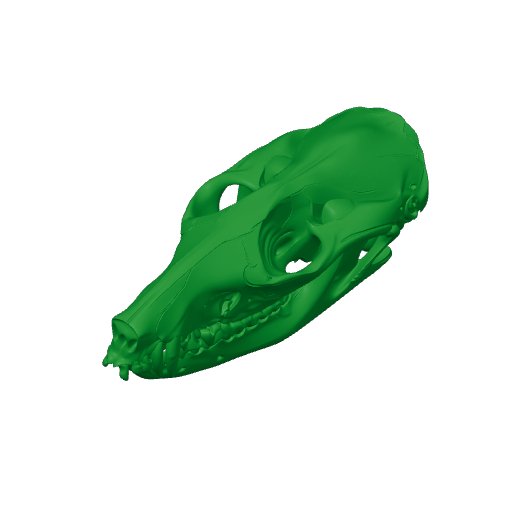 Northern Quoll Skull.3mf