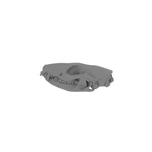Northern Quoll Skull.stl