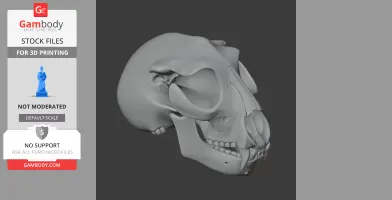 3D model of a Nototherium skull, side view, showing detailed bone structure for 3D printing.