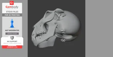 Side view of a detailed Nototherium skull 3D model for printing, showcasing teeth and bone structure.