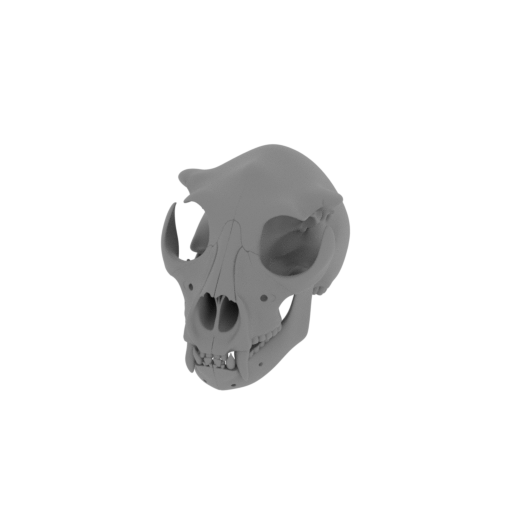 Nototherium Skull.stl