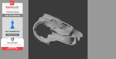 3D model of a nutria skull replica, side view, showcasing anatomical details for printing.