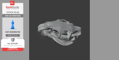 3D model of a nutria skull, detailing bone structure for 3D printing.