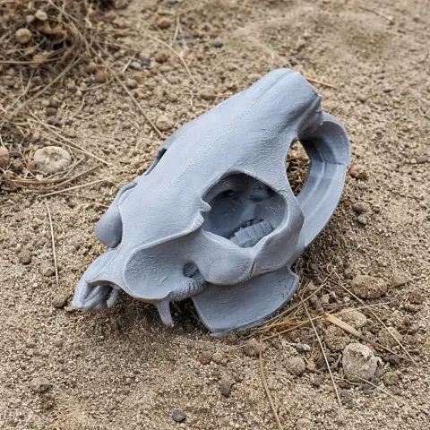 3D printed Nutria skull replica resting on sand with surrounding twigs and pebbles.