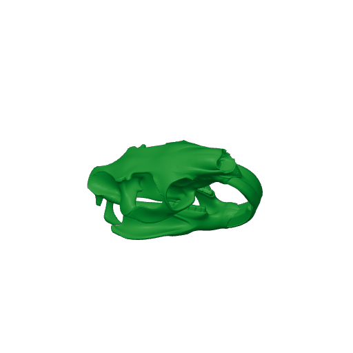 Nutria (Coypu) Skull.3mf