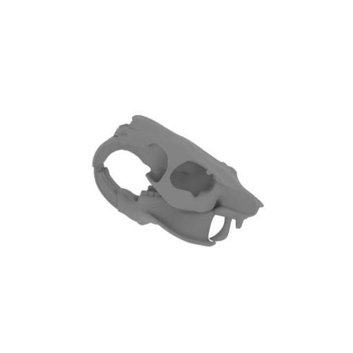 Nutria (Coypu) Skull.stl