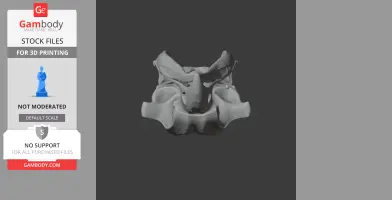 Oilbird Skull - Skull Replica STL