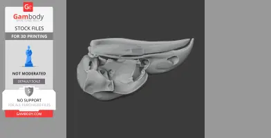 Oilbird Skull - Skull Replica STL