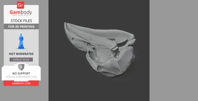 Oilbird Skull - Skull Replica STL