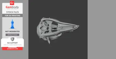 Oilbird Skull - Skull Replica STL