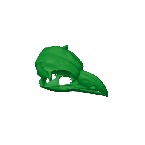 Oilbird Skull.3mf