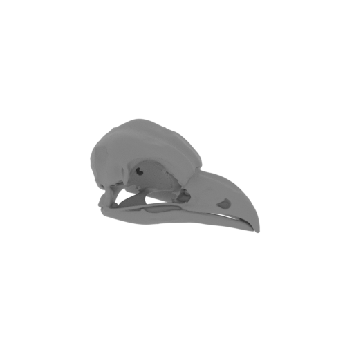 Oilbird Skull.stl