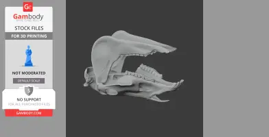 3D model of an olingo skull with prominent jaw and teeth, designed for 3D printing.